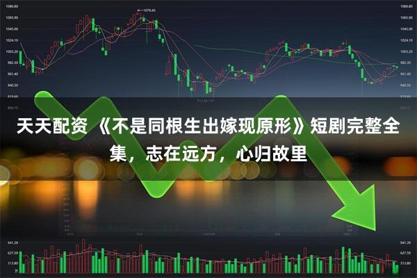 天天配资 《不是同根生出嫁现原形》短剧完整全集，志在远方，心归故里